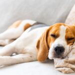 Les experts demandent de ne jamais gronder votre chien parce qu'il aboie et ils ont une explication logique : « C'est un outil de paix ».
