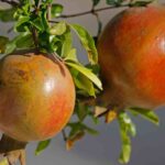 Les experts en jardinage sont d'accord : c'est le meilleur arbre à planter à la maison car ses racines ne soulèvent pas le sol.