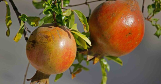Granadas maduras en un árbol granado (Punica granatum) ideal para jardines pequeños con raíces no invasivas.
