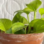 Les experts en plantes sont d'accord : c'est le meilleur endroit de votre maison pour que les pothos poussent des feuilles fortes, saines et plus grandes.