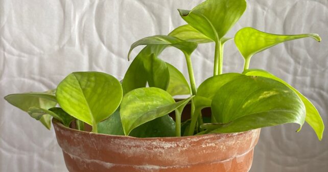 Potus en maceta con hojas grandes y verdes en interior con luz natural indirecta cerca de una ventana.