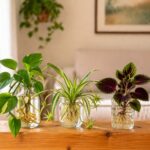 Les experts sont d'accord : ce sont les 3 plantes qui ne nécessitent quasiment aucun entretien et contribuent à purifier l'air de votre maison