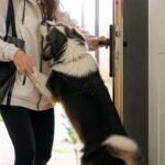 Les experts vétérinaires s'accordent à dire que les chiens qui célèbrent avec émotion l'arrivée de leur propriétaire à la maison ne présentent pas de symptômes de bonheur, bien au contraire.