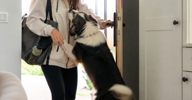 Perro saltando sobre su dueño al llegar a casa, comportamiento asociado a ansiedad por separación.