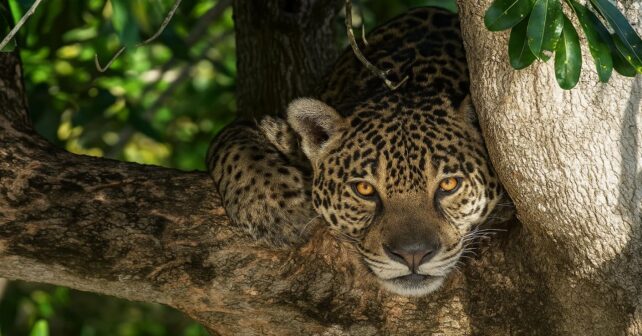 Gobiernos acuerdan proteger especies migratorias y frenar captura incidental global con jaguar en hábitat natural protegido