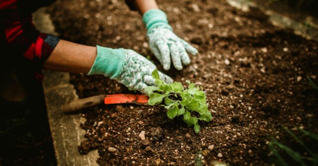 Manos plantando una planta en el jardín con guantes como parte del uso de plantas para ahuyentar roedores.