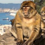 Les macaques de Gibraltar mangent de la terre pour se nourrir des touristes : une adaptation surprenante pour survivre aux aliments ultra-transformés