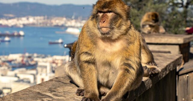 macacos de Gibraltar comen tierra por comida de turistas