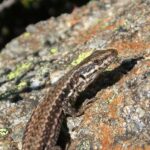 Les méga-incendies mettent en danger trois lézards endémiques de Castille-et-León et menacent leur survie en raison d'incendies récurrents