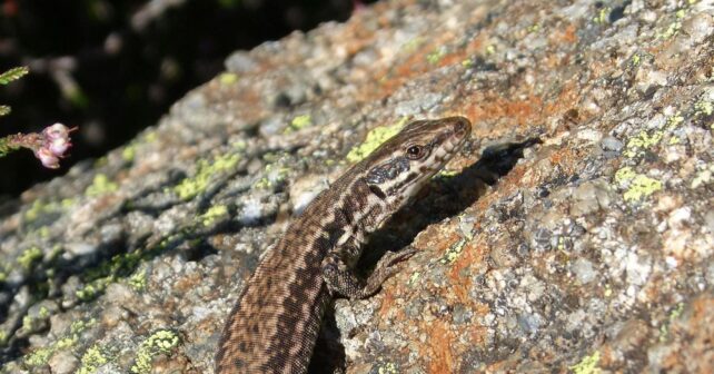 los megaincendios ponen en peligro a tres lagartijas endémicas de Castilla y León y amenazan su supervivencia
