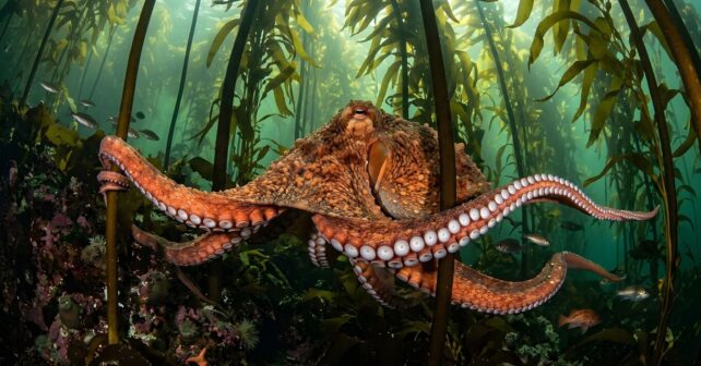 pulpos gigantes del Cretácico Superior