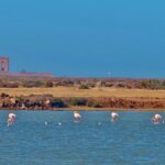 Les salines de Cabo de Gata s'assèchent pour la deuxième fois et signalent une grave détérioration de l'environnement avec la disparition des oiseaux
