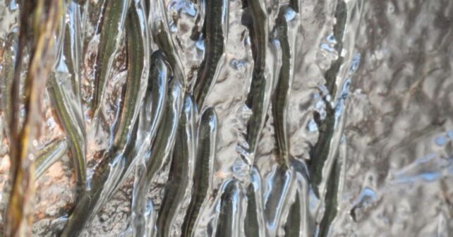 Peces Parakneria thysi trepando una pared de roca húmeda junto a una cascada en el Congo.
