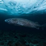 Les scientifiques n'arrivent pas à y croire : ils localisent un requin né en 1627 et encore vivant à 399 ans