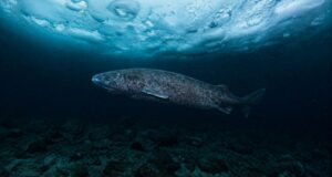 Tiburón de Groenlandia nadando bajo el hielo del Ártico, especie más longeva del mundo con hasta 400 años.