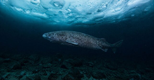 Tiburón de Groenlandia nadando bajo el hielo del Ártico, especie más longeva del mundo con hasta 400 años.