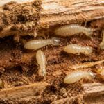 Les scientifiques sont d'accord : ils découvrent une astuce naturelle pour éliminer les termites du bois avec 95% de réussite