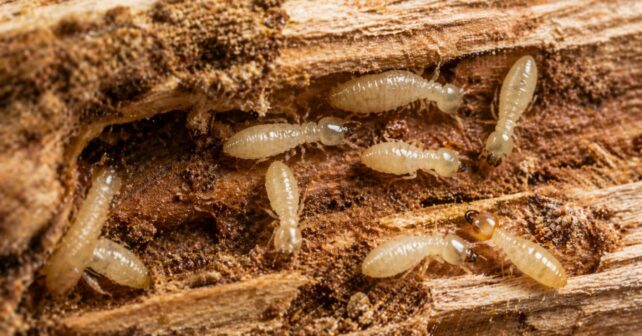 Termitas de madera seca dañando una viga con galerías internas visibles en infestación doméstica.