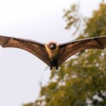 Les scientifiques sont d’accord : elles semblent dangereuses mais si vous voyez des chauves-souris voler près de chez vous c’est bien car elles sont un répulsif naturel contre les nuisibles.