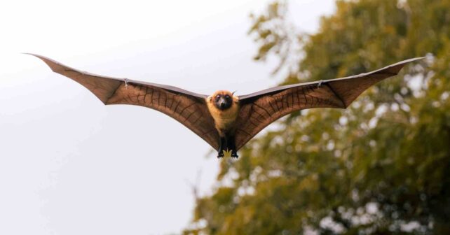 Murciélago volando cerca de viviendas actuando como control natural de plagas.