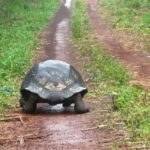 Les tortues géantes rétablissent les écosystèmes aux Seychelles six mois seulement après leur réintroduction