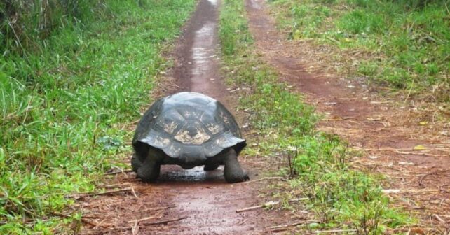 las tortugas gigantes restauran ecosistemas en Seychelles en solo seis meses
