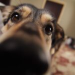 Les vétérinaires experts sont d'accord : l'âge auquel votre chien et votre chat sont considérés comme vieux et comment ajuster leurs routines pour prolonger leur vie.