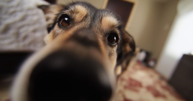 Perro senior con hocico canoso mirando a cámara en casa, signo de envejecimiento en mascotas.