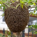 Les villes espagnoles sont sur le point d'être remplies de ces insectes, mais les experts préviennent qu'il ne faut pas y toucher car ils sont protégés car considérés comme du bétail productif.