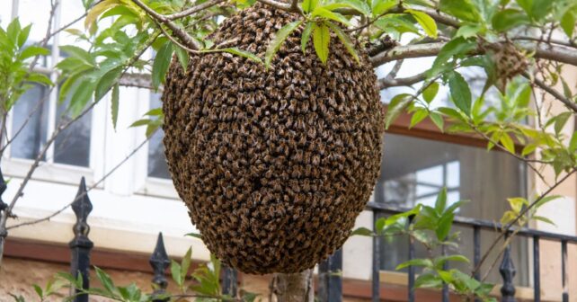 Enjambre de abejas en una rama junto a una casa durante la enjambrazón en primavera en España.