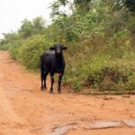 Lula fait l'objet d'un procès concernant l'autoroute amazonienne qui menace de déclencher la déforestation au Brésil