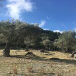 Majorque installe des nichoirs dans les oliveraies pour promouvoir la biodiversité et lutter naturellement contre les ravageurs