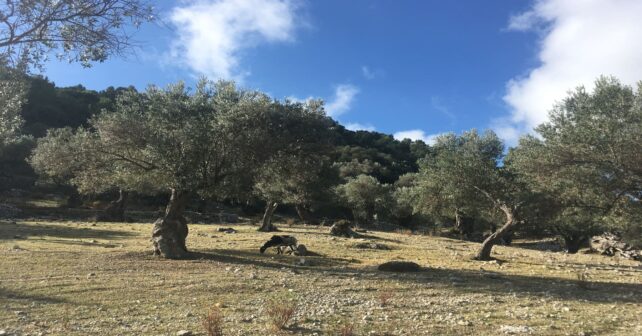 Mallorca instala cajas nido en olivares para impulsar biodiversidad y controlar plagas