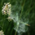 Ni Madrid ni Barcelone : les provinces espagnoles en alerte en raison de niveaux élevés de pollen, selon le SEAIC