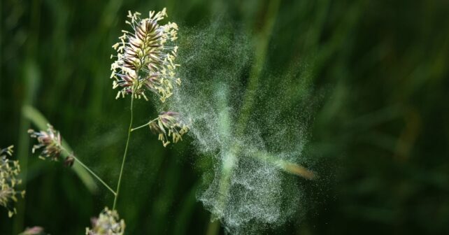 polen de gramíneas en el aire durante la primavera en España con altos niveles según la SEAIC.
