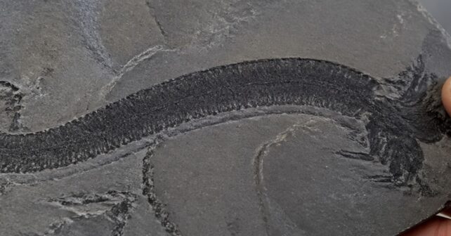 Fósil de animal primitivo hallado en China que adelanta el origen de la evolución animal antes del Cámbrico.