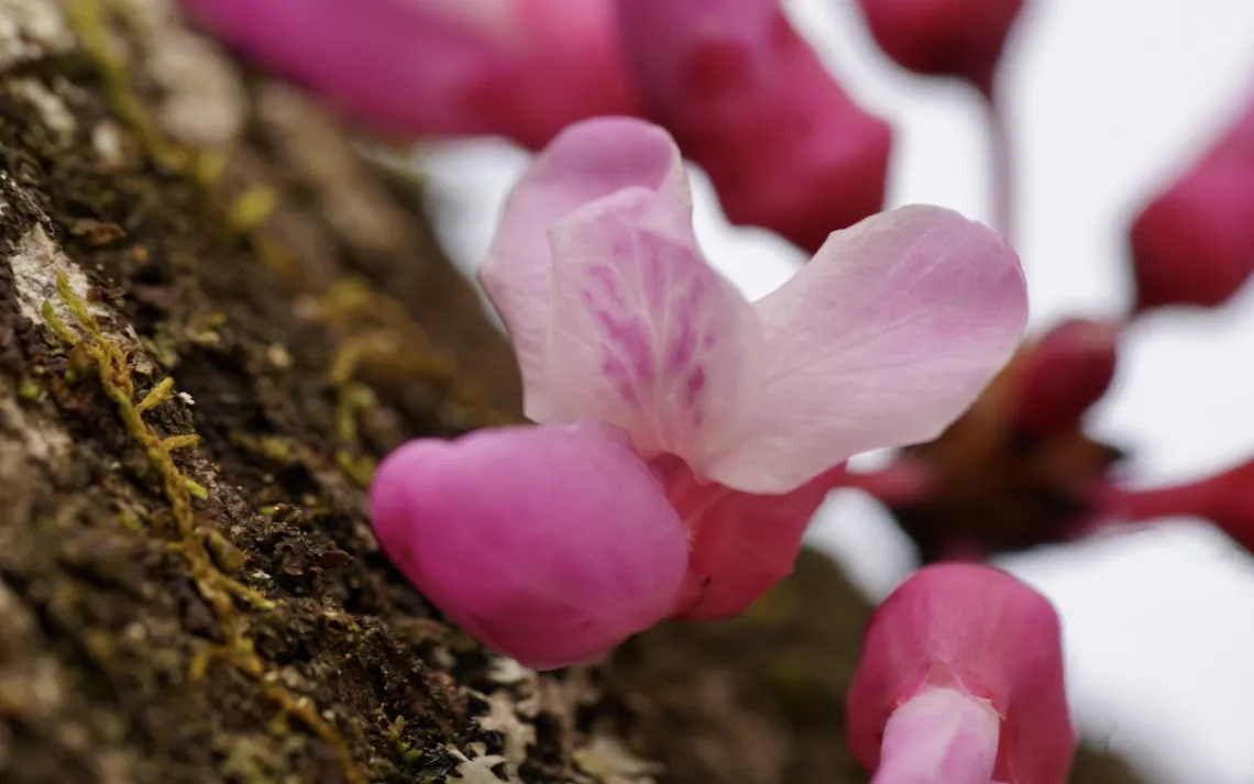 Photo gracieuseté de Jacob S. Suissa