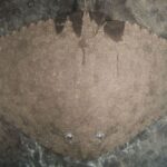 Oceanogràfic promeut la protection des raies papillons, une espèce en danger critique d'extinction, avec un nouveau projet en Méditerranée