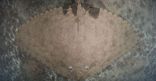 Oceanogràfic impulsa la protección de las rayas mariposa en peligro crítico