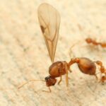 On dirait un insecte minuscule et inoffensif mais en France on est désespéré : la fourmi électrique est déjà un ravageur qui inquiète les experts