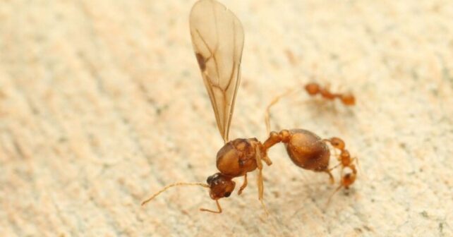 Hormiga eléctrica Wasmannia auropunctata en primer plano, especie invasora detectada en Francia.