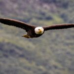 Photographié pour la première fois dans les Pyrénées : ce rapace le plus grand dʼEurope nʼavait pas été vu dans cette vallée depuis 40 ans