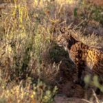 Pourquoi les lynx tuent les chats domestiques et ce que dit la science sur ce comportement naturel et son impact écologique