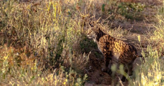 Por qué los linces matan gatos domésticos y qué dice la ciencia sobre este comportamiento natural