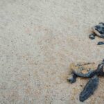 Presque personne ne le sait, mais c’est ainsi qu’on appelle les bébés tortues.