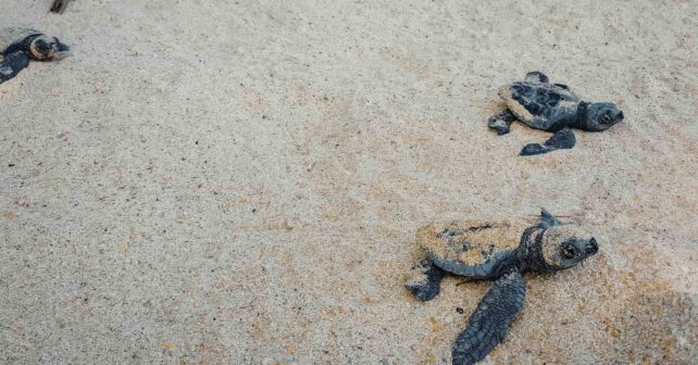 Crías de tortuga marina recién nacidas caminando por la arena hacia el mar.