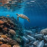 Protéger 30 % des océans pour stopper la perte de biodiversité : le principal défi avant 2030