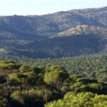 Réforme du droit forestier à Madrid : le plan d'adaptation au nouveau risque climatique