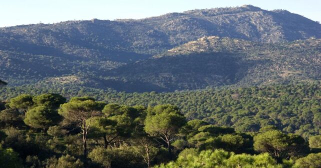 Reforma de la ley forestal en Madrid con prevención de incendios en monte mediterráneo