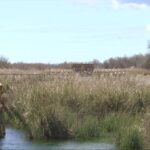Restauration des zones humides de Doñana pour récupérer la biodiversité : le plan qui redonne vie aux marais